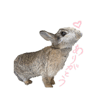 うさぎのホイップ幸せな毎日Vol.2（個別スタンプ：11）