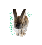うさぎのホイップ幸せな毎日Vol.2（個別スタンプ：12）