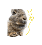 うさぎのホイップ幸せな毎日Vol.2（個別スタンプ：13）