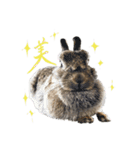 うさぎのホイップ幸せな毎日Vol.2（個別スタンプ：14）