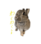 うさぎのホイップ幸せな毎日Vol.2（個別スタンプ：16）