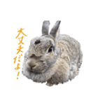 うさぎのホイップ幸せな毎日Vol.2（個別スタンプ：18）