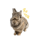 うさぎのホイップ幸せな毎日Vol.2（個別スタンプ：19）