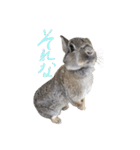 うさぎのホイップ幸せな毎日Vol.2（個別スタンプ：20）
