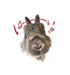 うさぎのホイップ幸せな毎日Vol.2（個別スタンプ：21）