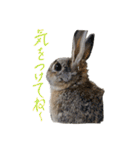 うさぎのホイップ幸せな毎日Vol.2（個別スタンプ：22）