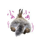うさぎのホイップ幸せな毎日Vol.2（個別スタンプ：24）