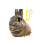 うさぎのホイップ幸せな毎日Vol.2（個別スタンプ：25）
