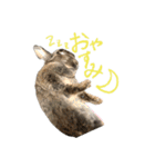 うさぎのホイップ幸せな毎日Vol.2（個別スタンプ：27）