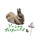 うさぎのホイップ幸せな毎日Vol.2（個別スタンプ：29）
