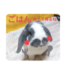 垂れ耳うさぎのまるちゃん（個別スタンプ：3）