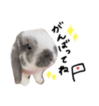 垂れ耳うさぎのまるちゃん（個別スタンプ：4）