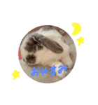 垂れ耳うさぎのまるちゃん（個別スタンプ：7）