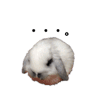 垂れ耳うさぎのまるちゃん（個別スタンプ：13）