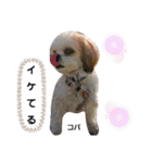 コパくんの日常（個別スタンプ：5）