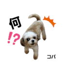 コパくんの日常（個別スタンプ：13）