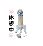 コパくんの日常（個別スタンプ：20）