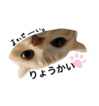 Scottish momo（個別スタンプ：8）