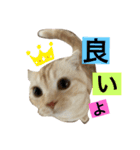 Scottish momo（個別スタンプ：9）