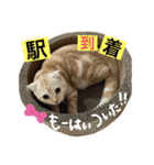 Scottish momo（個別スタンプ：11）