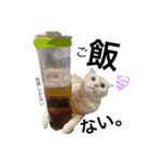 Scottish momo（個別スタンプ：14）