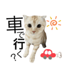 Scottish momo（個別スタンプ：15）