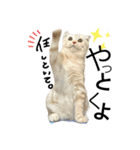 Scottish momo（個別スタンプ：16）