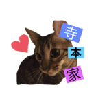 Scottish momo（個別スタンプ：18）