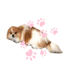 コロ助、いとをかし（個別スタンプ：7）