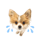 コロ助、いとをかし（個別スタンプ：12）