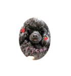 ブラックTP ノアちゃん1（個別スタンプ：1）