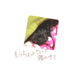 ブラックTP ノアちゃん1（個別スタンプ：3）