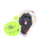 ブラックTP ノアちゃん1（個別スタンプ：5）