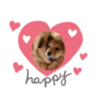 柴犬とはっちゃん（個別スタンプ：1）