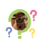 柴犬とはっちゃん（個別スタンプ：4）