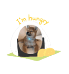 柴犬とはっちゃん（個別スタンプ：6）