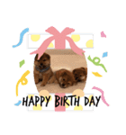柴犬とはっちゃん（個別スタンプ：7）