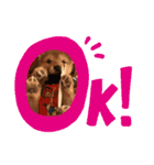 柴犬とはっちゃん（個別スタンプ：8）