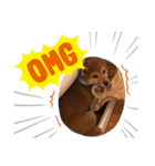 柴犬とはっちゃん（個別スタンプ：10）