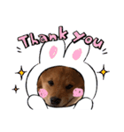 柴犬とはっちゃん（個別スタンプ：12）