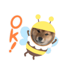 柴犬とはっちゃん（個別スタンプ：16）