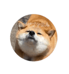 くぅぽんももこたろう（個別スタンプ：4）