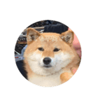 くぅぽんももこたろう（個別スタンプ：5）