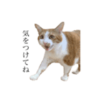 荒井さんちのねこたちPart2（個別スタンプ：4）