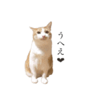 荒井さんちのねこたちPart2（個別スタンプ：21）