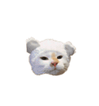 荒井さんちのねこたちPart2（個別スタンプ：25）