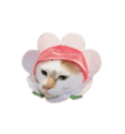 荒井さんちのねこたちPart2（個別スタンプ：26）