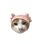 荒井さんちのねこたちPart2（個別スタンプ：28）