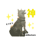 赤柴クロだよ⑥（個別スタンプ：1）