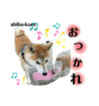 赤柴クロだよ⑥（個別スタンプ：17）